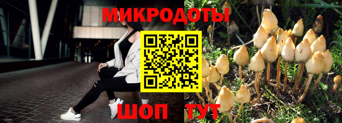 Псилоцибиновые грибы Cubensis Королёв